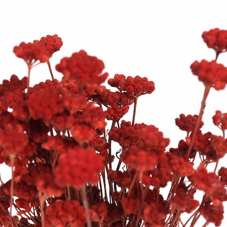 Lonas czerwony - suszone kwiaty