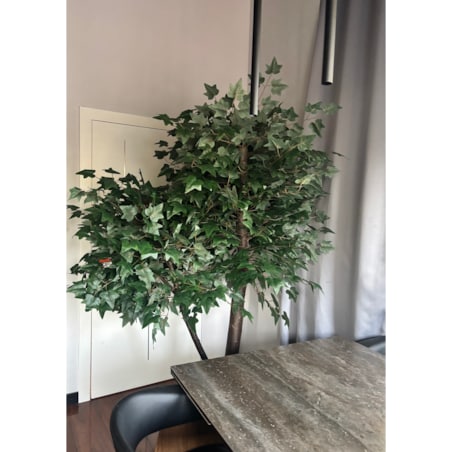 Drzewo klon z zielonymi liśćmi na naturalnym pniu 240 cm