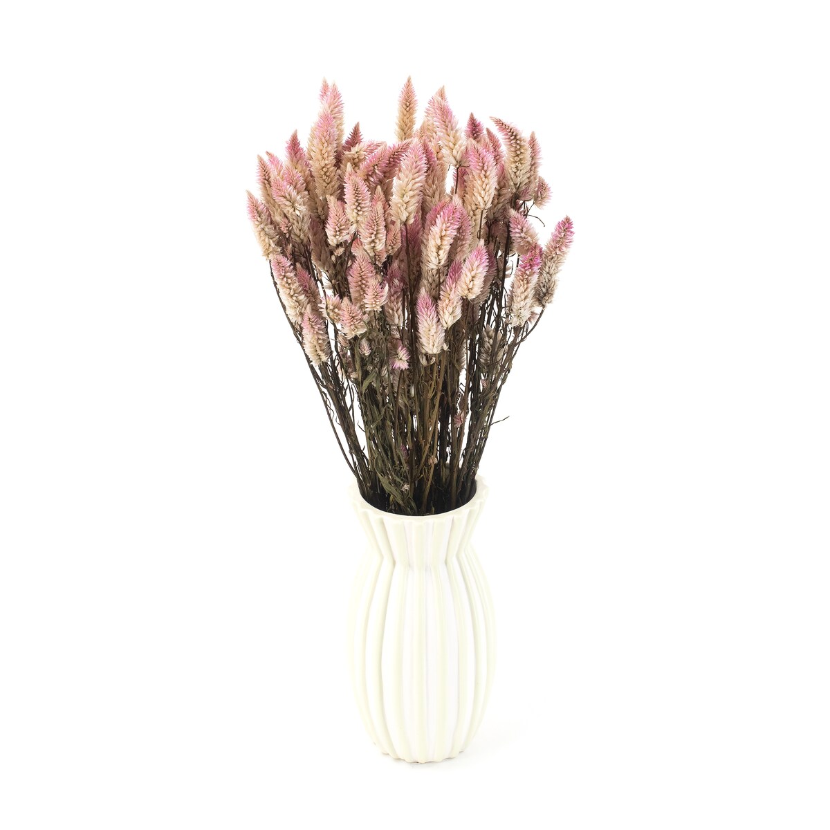 Celozja kłosowa suszona bukiet