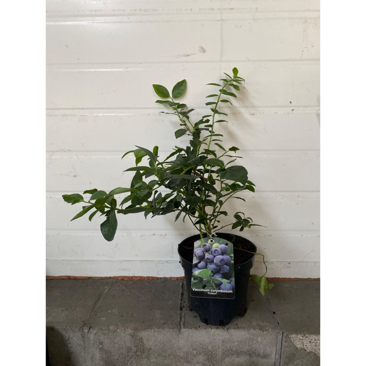 Borówka wysoka-Vaccinium Nelson Doniczka Ø 17 cm – Wysokość ok. 60 cm