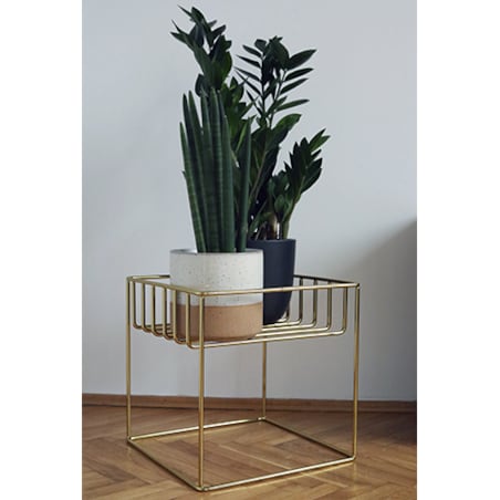 Kwietnik ancymon złoty