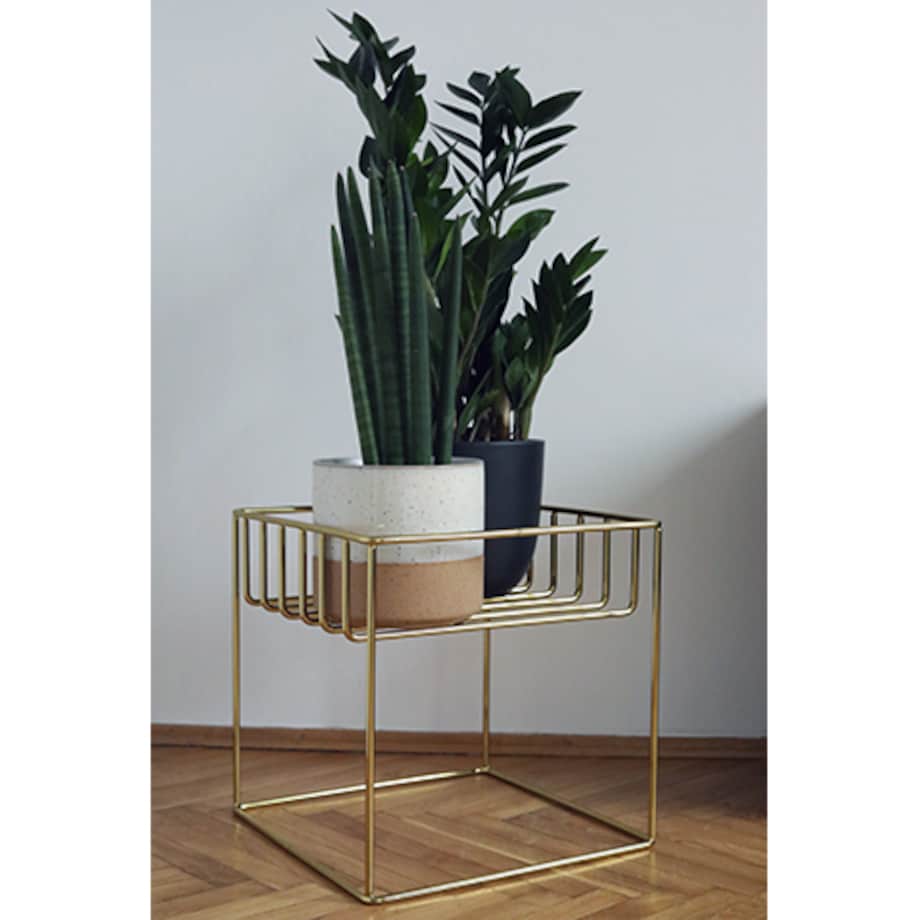 Kwietnik ancymon złoty