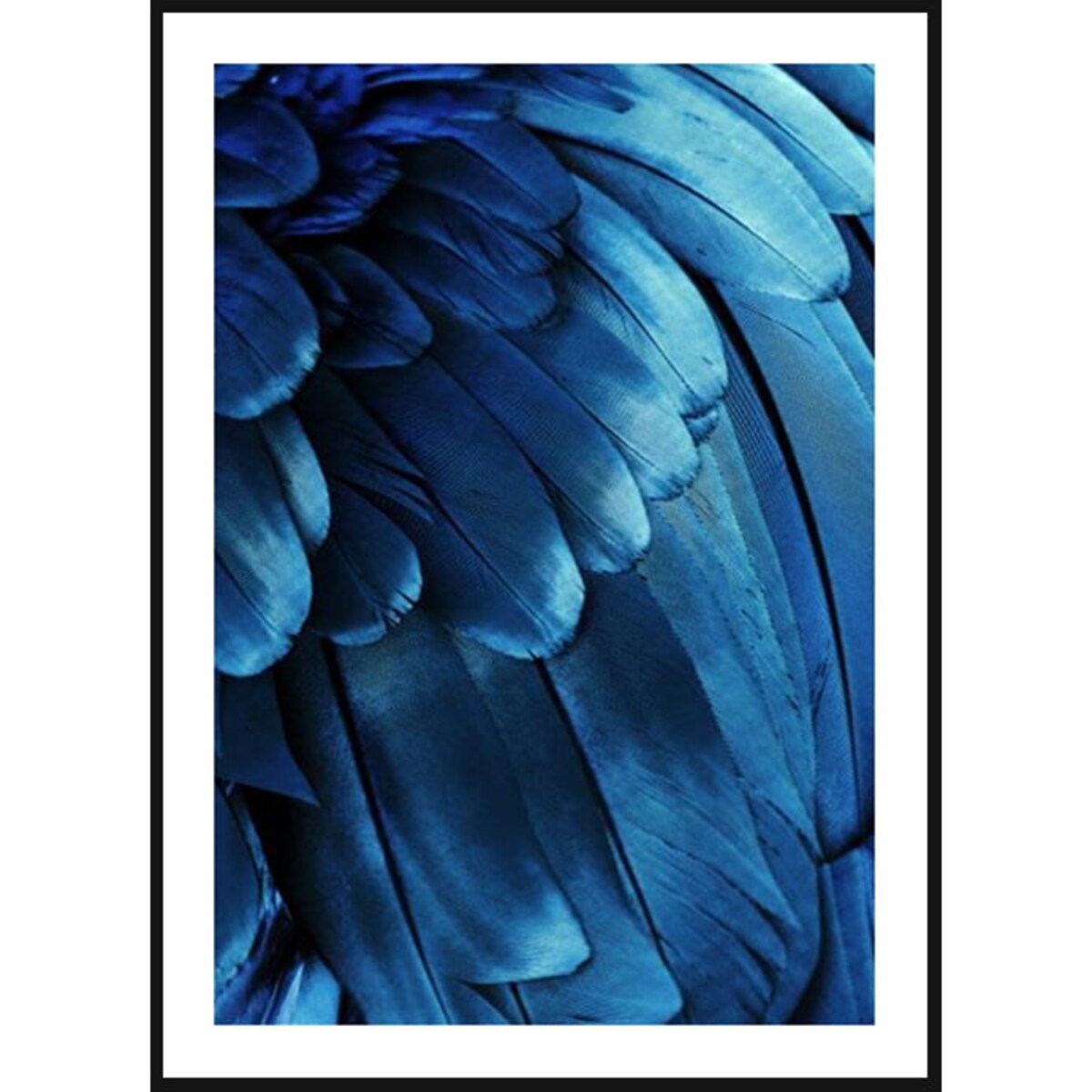 Poster Story, Plakat, Obraz - Niebieskie Pióra, wymiary 50 x 70 cm