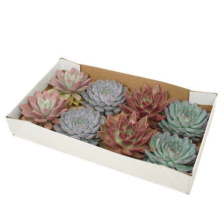 Zestaw 8 roślin – Cięta Echeveria Mix – Ø 13–14 cm