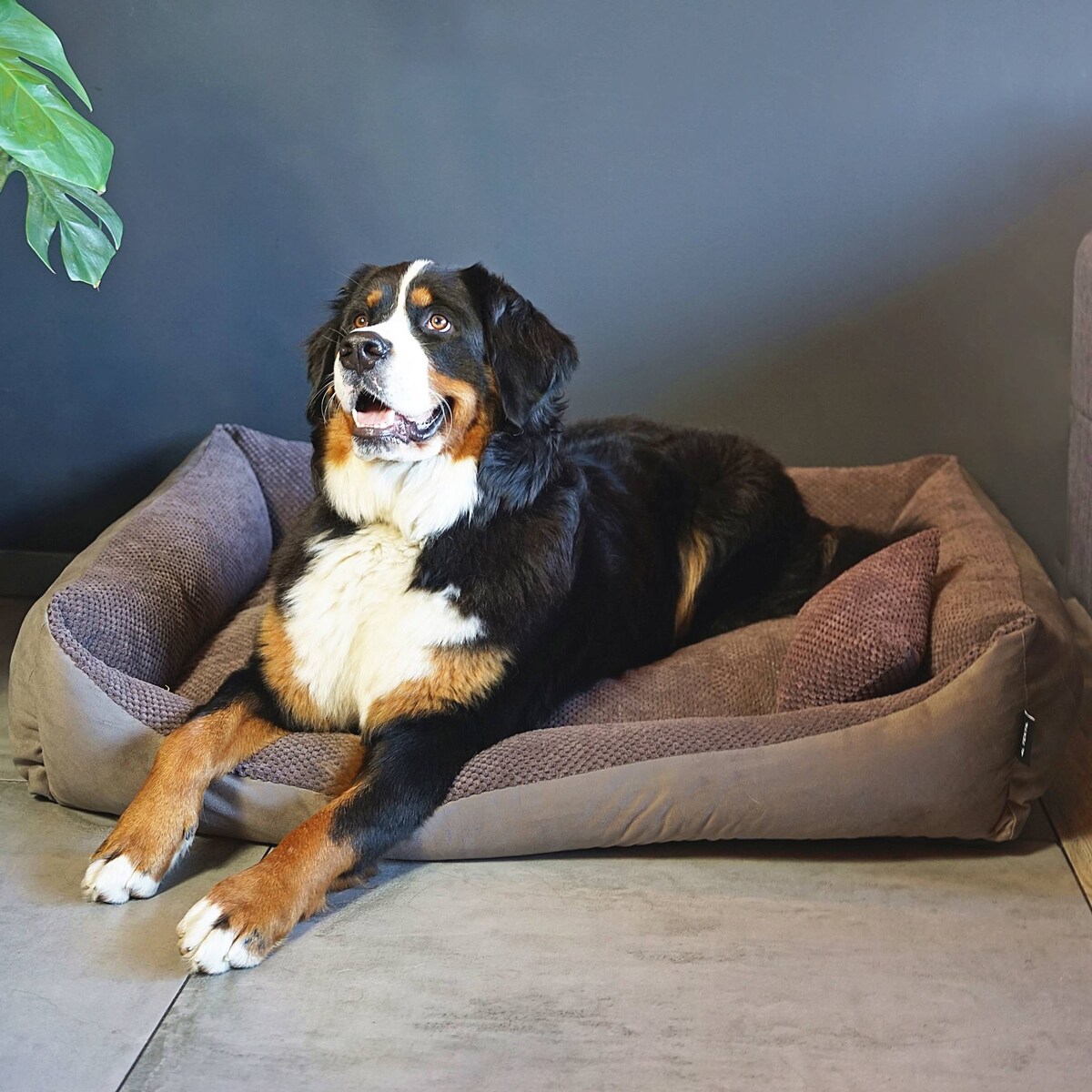 Przytulne legowisko dla psa TEO, 80x60 cm, Brąz