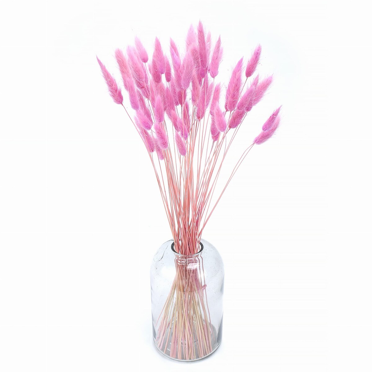 Suszony Lagurus Ciemnoróżowy