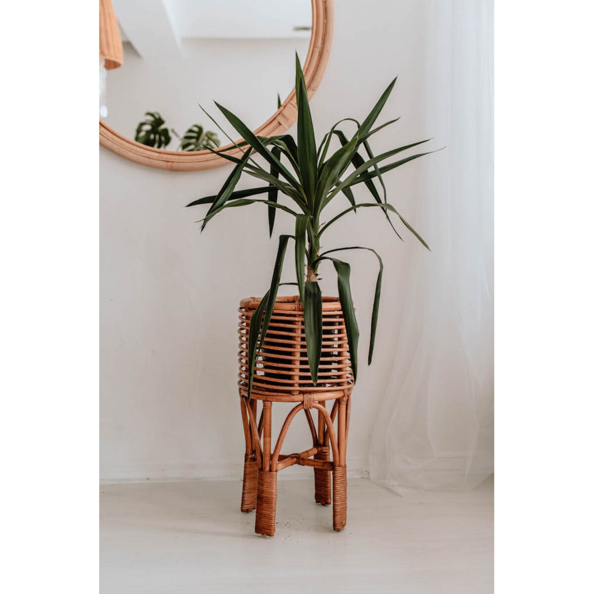 KWIETNIK POLLIE S KARMEL