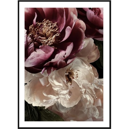 Poster Story, Plakat, Obraz - Rubinowa i Biała Piwonia No2, wymiary 21 x 30 cm