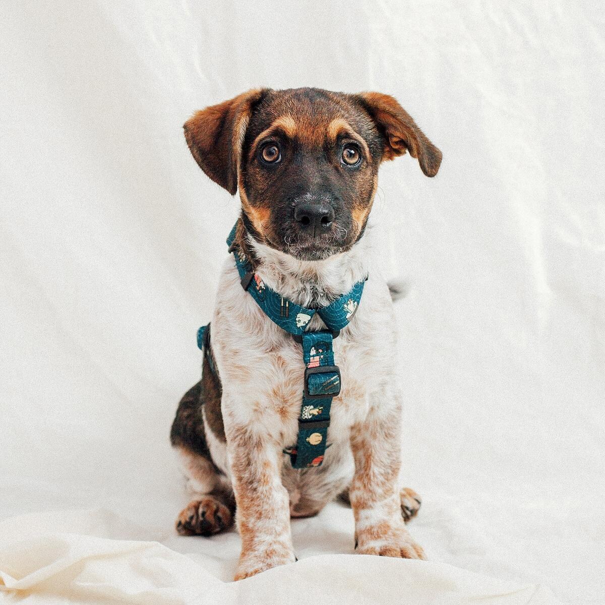 Szelki dla psa lub kota typu guard "Psutomaki" - Szerokość taśmy: 38mm, Rozmiar: L