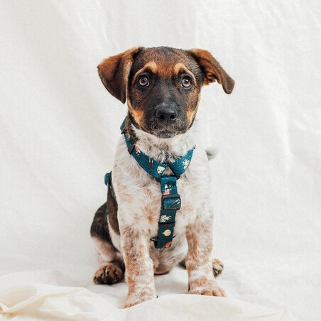 Szelki dla psa lub kota typu guard "Psutomaki" - Szerokość taśmy: 38mm, Rozmiar: L