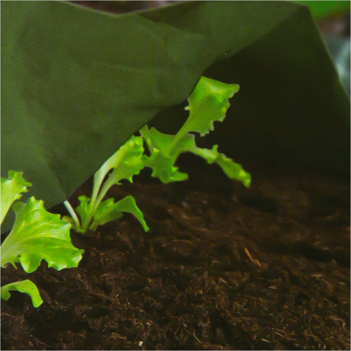 Agrowłóknina Agrotkanina 1X10 M Na Rośliny + Szpilki Kotwy 12,5 Cm