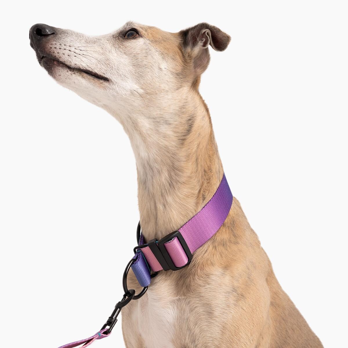 Obroża półzaciskowa dla psa lub kota "Under my ombrella" TURKUS - Szerokość taśmy: 38mm, Rozmiar: L