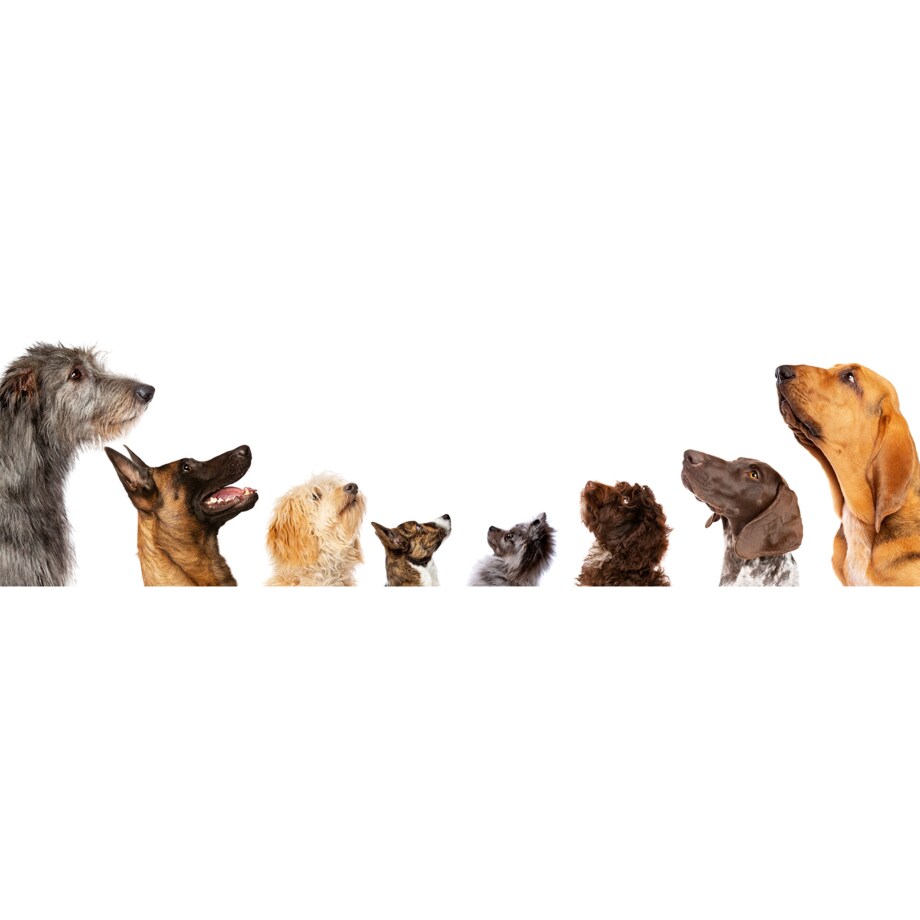 Mata Chłodząca Dla Psa Kota 65x50cm Legowisko