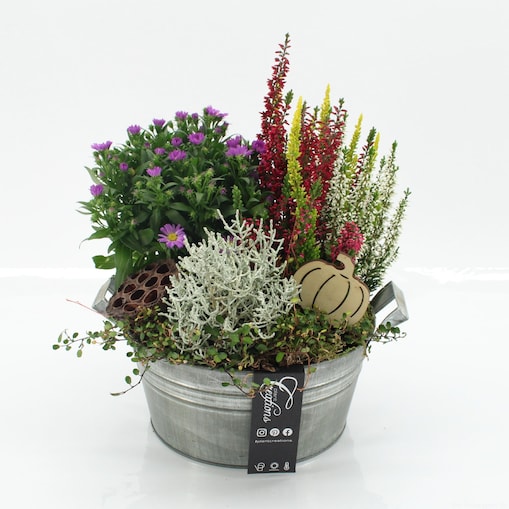 Kompozycja jesienna tarasowa | Doniczka Ø23 cm | Wysokość ok. 30cm