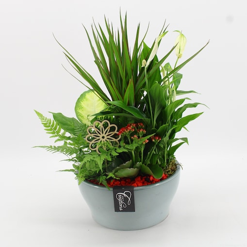 Kompozycja roślinna w ceramicznej doniczce Dieffenbachia Doniczka Ø22 cm | Wysokość ok. 50 cm