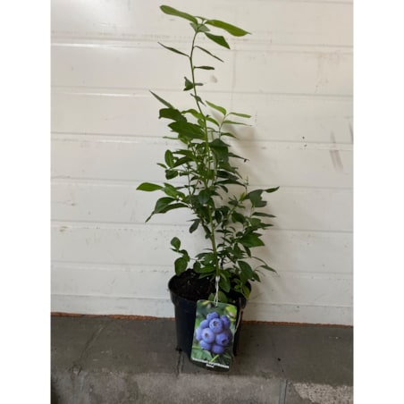 Borówka wysoka-Vaccinium Bonus Doniczka Ø 17 cm – Wysokość ok. 60 cm