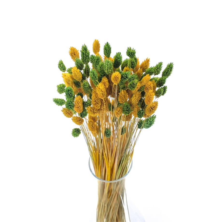 Zestaw duo suszonych traw phalaris jasnozielony & phalaris żółty