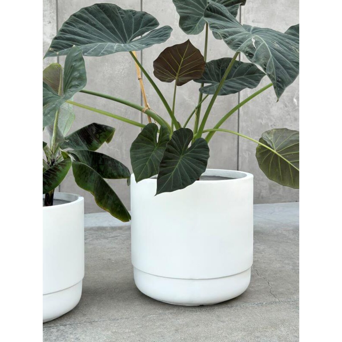 DONICZKA SANTIAGO WHITE L