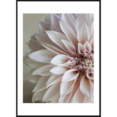 Poster Story, Plakat, Obraz - Kwiat Dalia No1, wymiary 42 x 60 cm