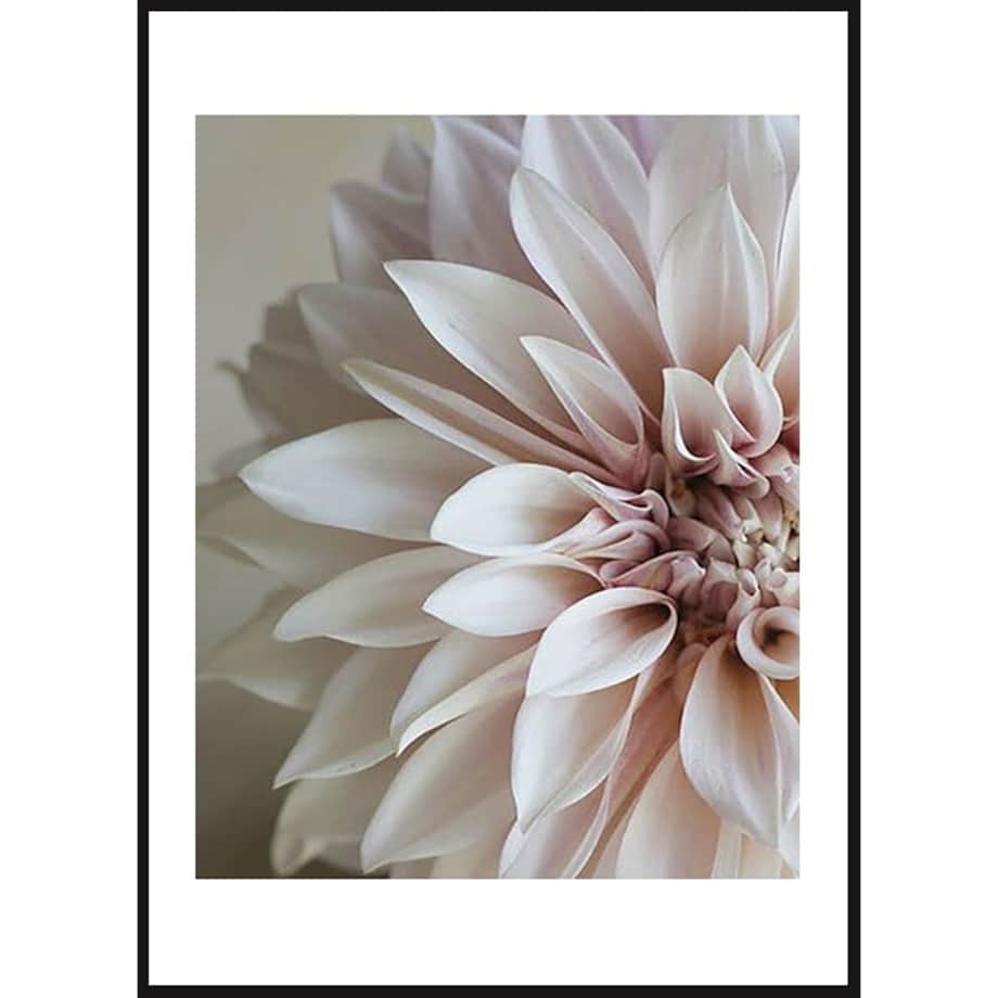 Poster Story, Plakat, Obraz - Kwiat Dalia No1, wymiary 42 x 60 cm