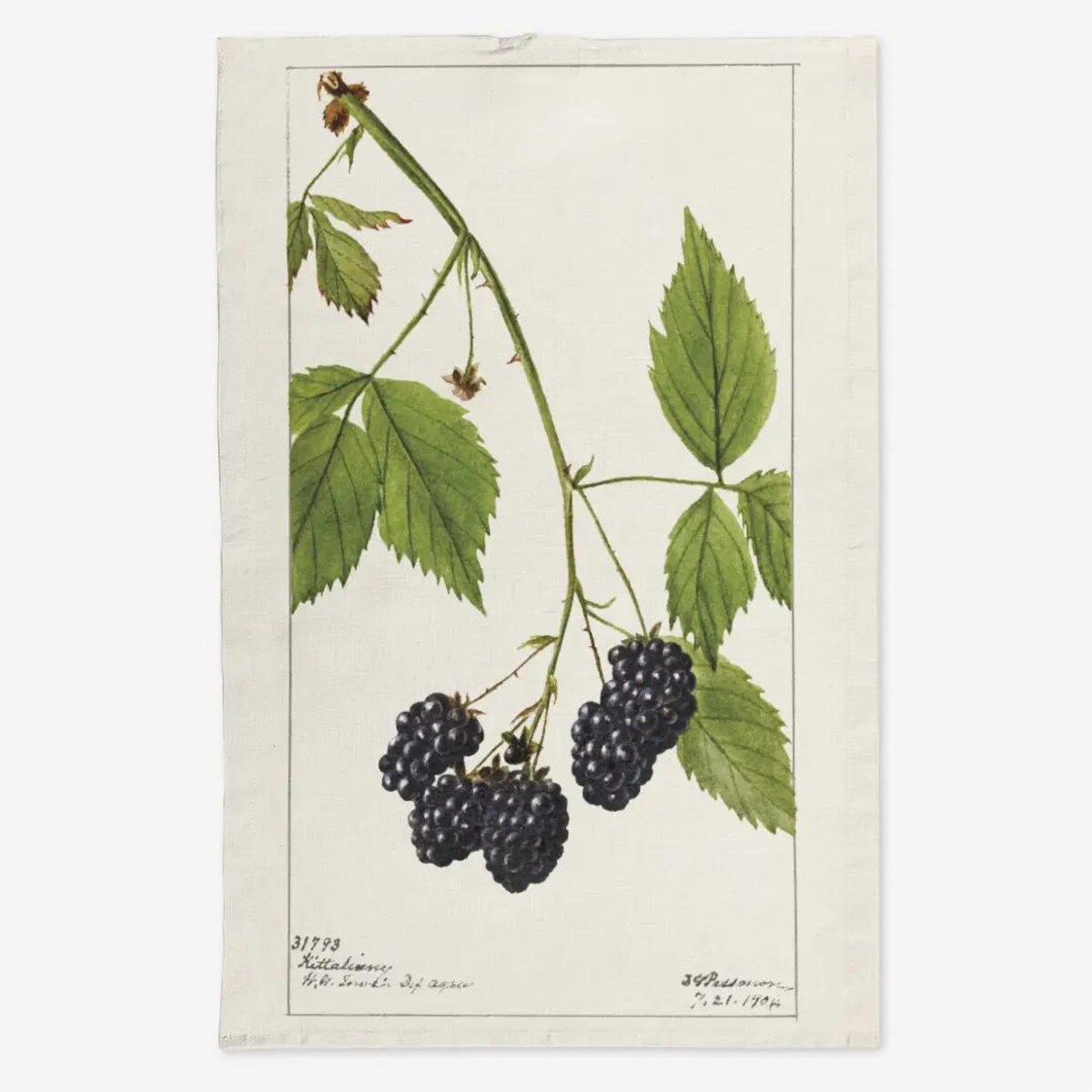 Lniany ręcznik kuchenny - czarne jeżyny