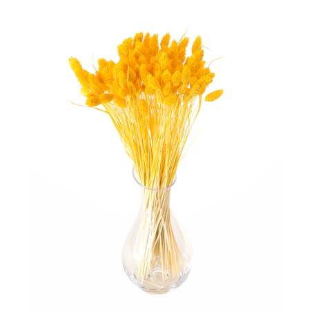 Phalaris Suszony Żółty