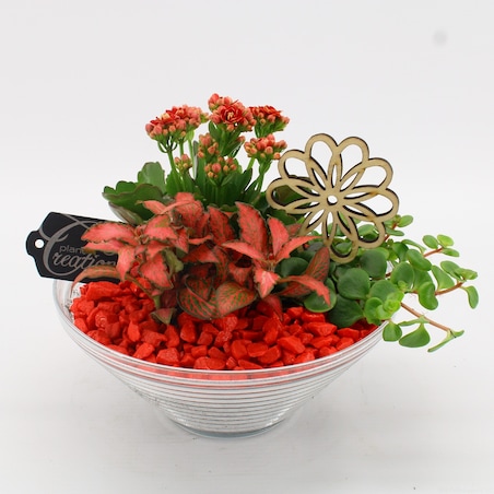 Kompozycja roślinna-Kalanchoe, Fittonia, Sedum doniczka Ø 20cm wys. 20cm