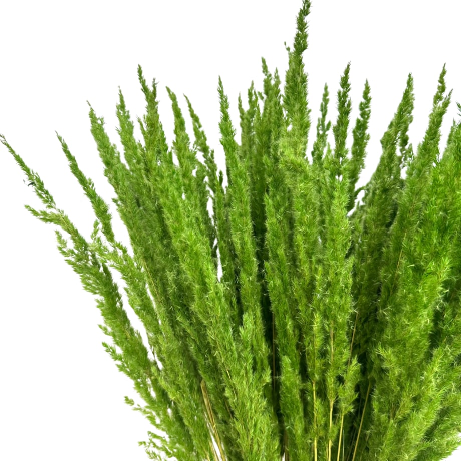 Suszona trawa leśna zielona