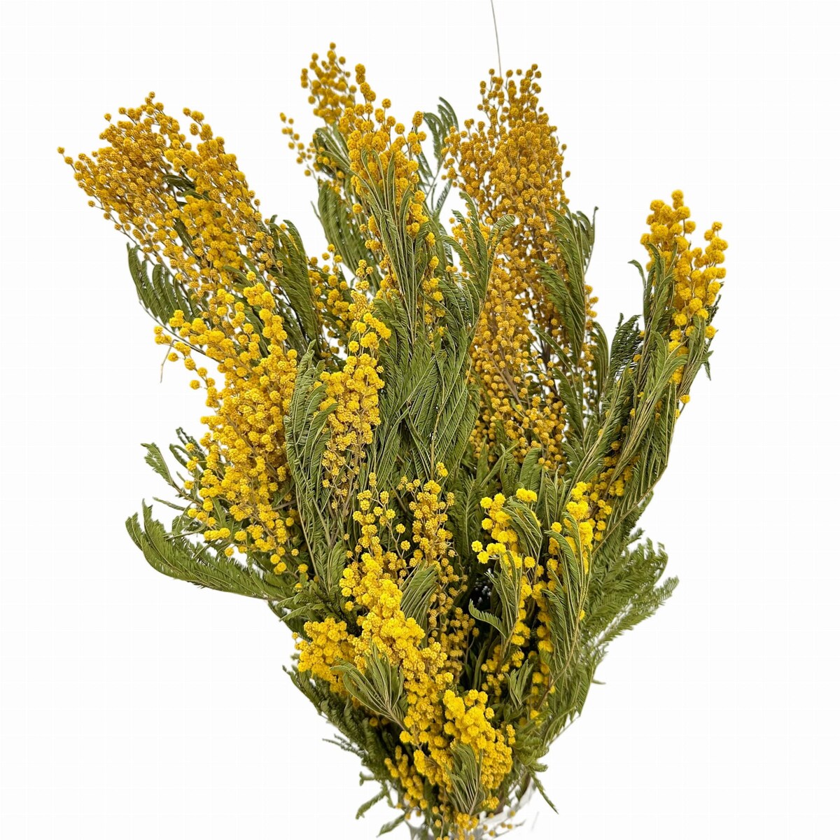 Suszona mimoza - suszone kwiaty - bukiet