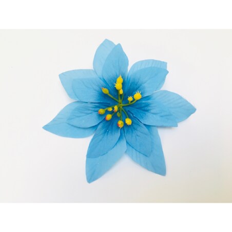 GWIAZDA betlejemska poinsecja niebieska na doniczka choinka święta 12 szt