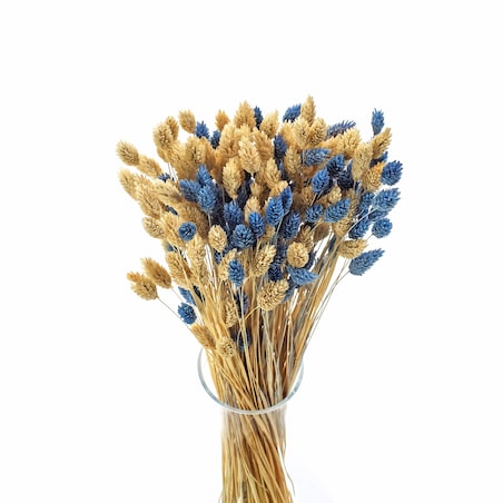 Zestaw duo suszonych traw phalaris niebieski & phalaris bielony - bukiet