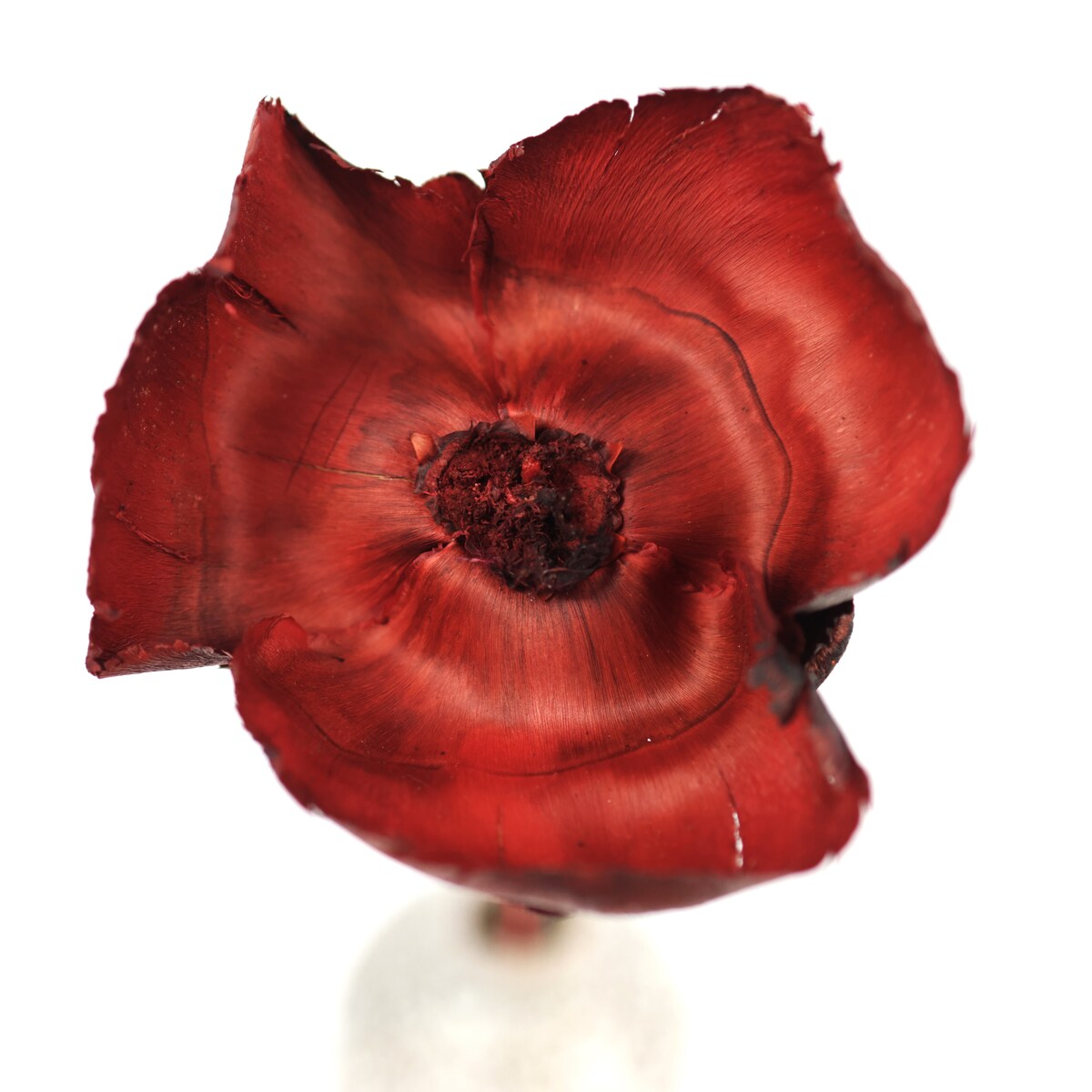 Kwiat orzechowca czerwony