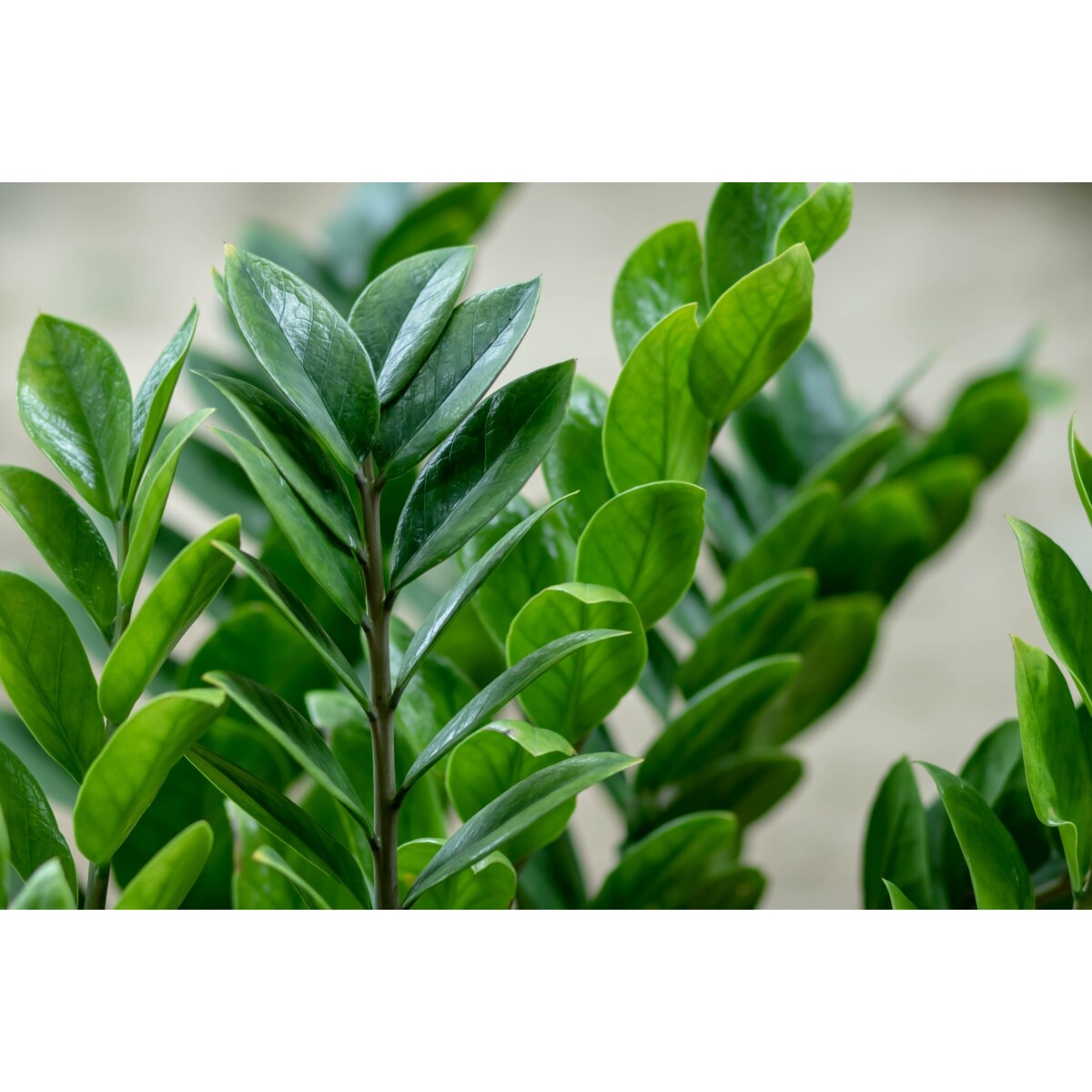 Zamioculcas zamiifolia w ceramicznej doniczce – Ø 16 cm – wysokość 55 cm