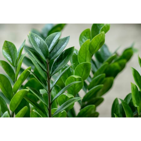 Zamioculcas zamiifolia w ceramicznej doniczce – Ø 16 cm – wysokość 55 cm