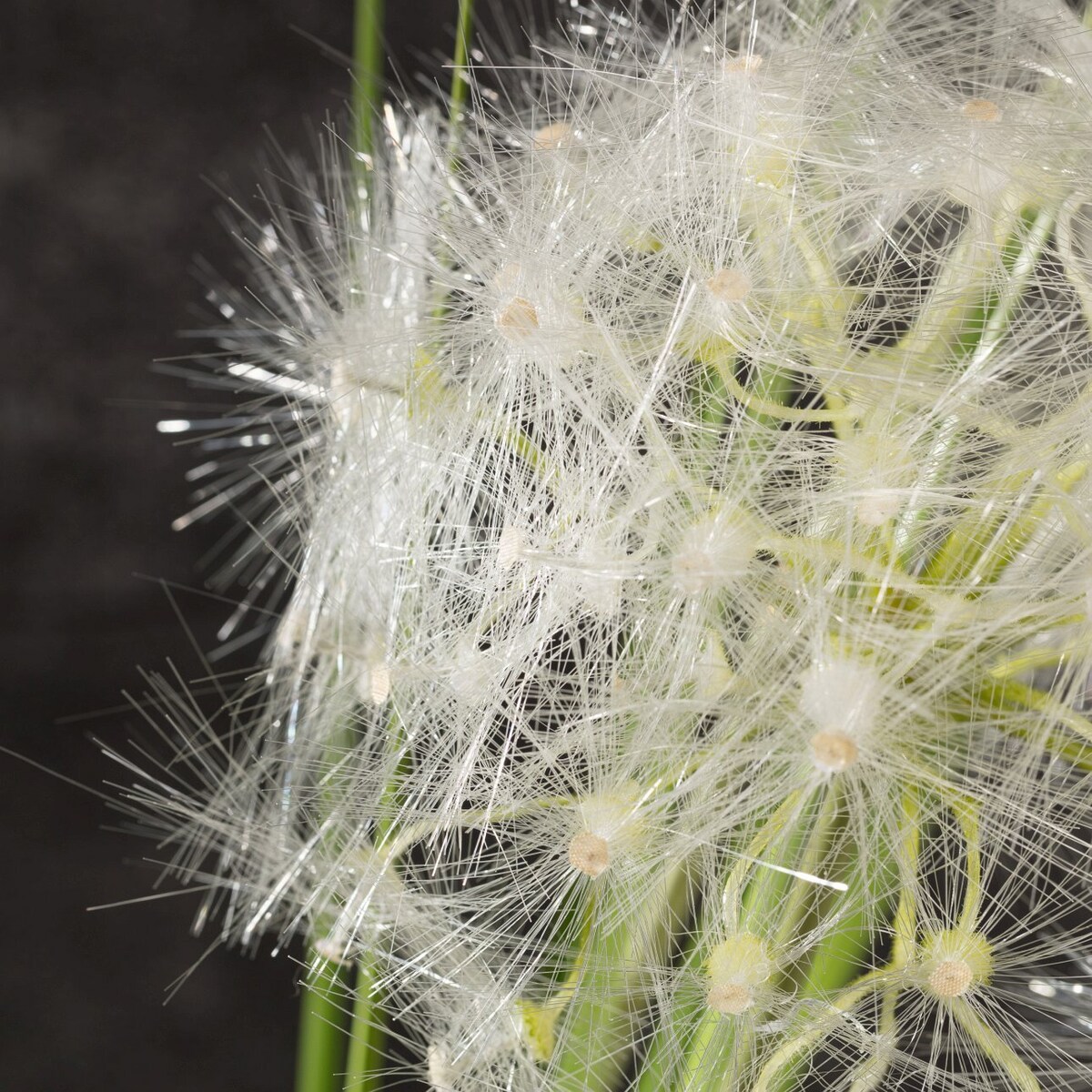 Dekoracja Dmuchawiec wys. 120cm, 24 x 14 x 120 cm