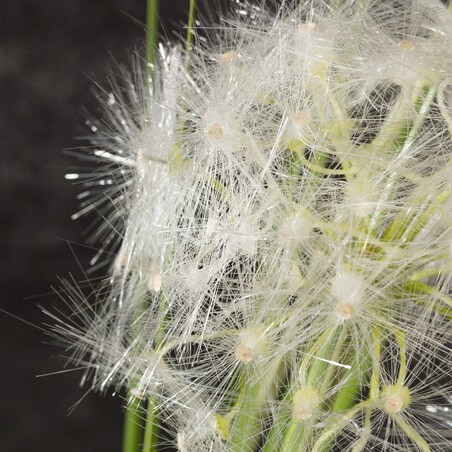 Dekoracja Dmuchawiec wys. 120cm, 24 x 14 x 120 cm