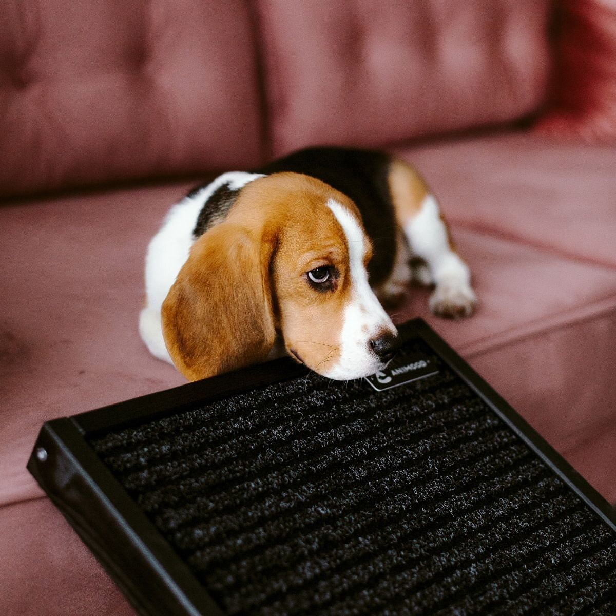 Animood Rampa dla psów Skipper rozmiar: uniwersalny, kolor: czarny