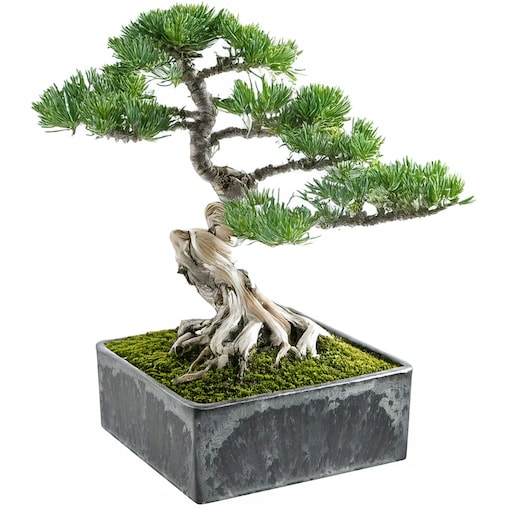 DONICZKA NA BONSAI PŁASKA 15x15 KWADRATOWA PŁYTKA NA PARAPET SZARA EKO