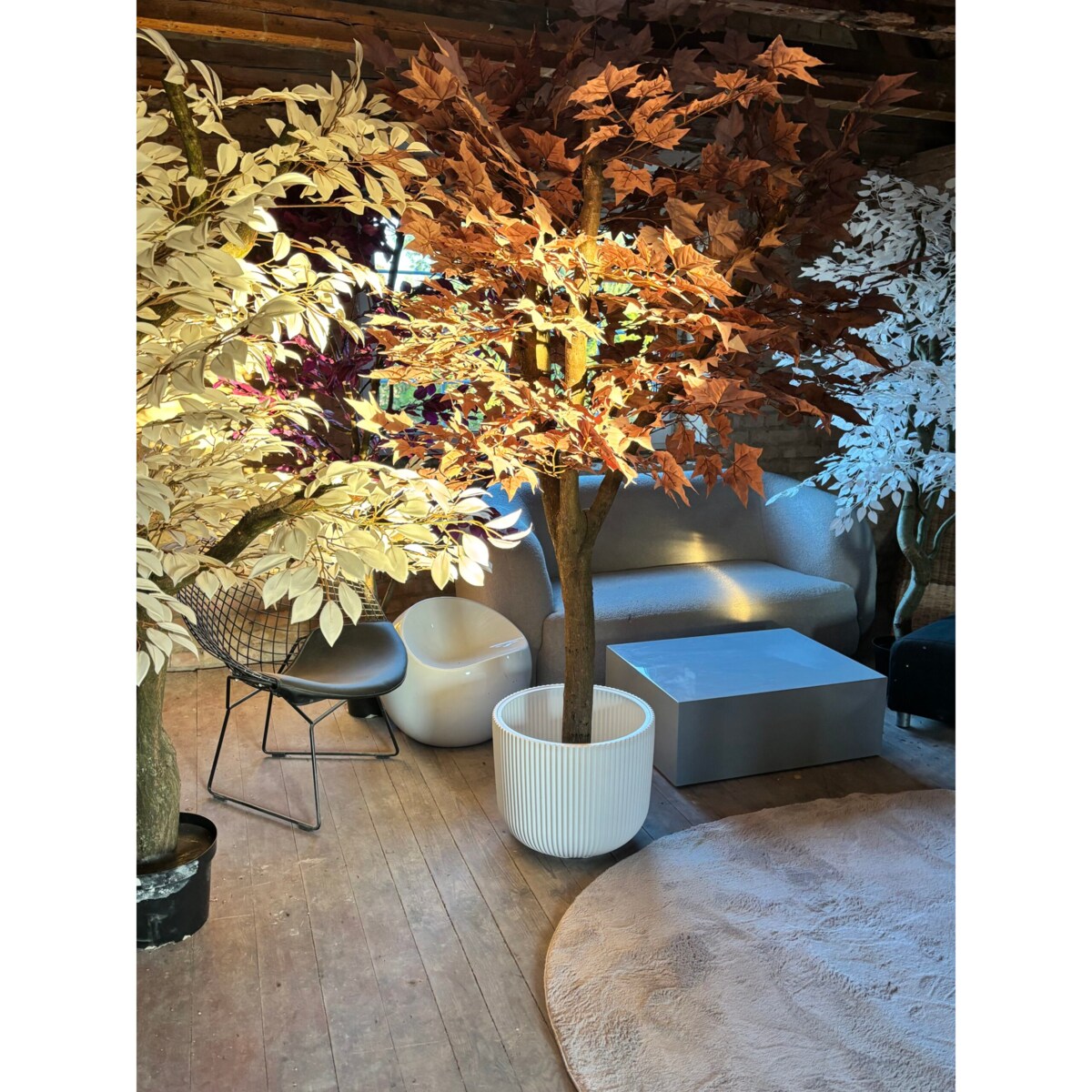 Drzewo klon w kolorze kawy z mlekiem 200 cm na naturalnym pniu