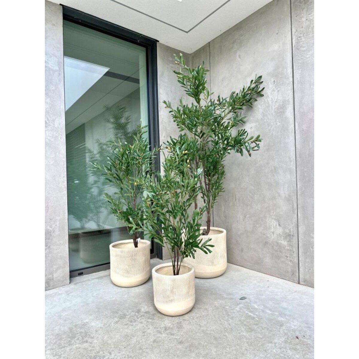 DUŻE DRZEWKO OLIWNE - 210 cm