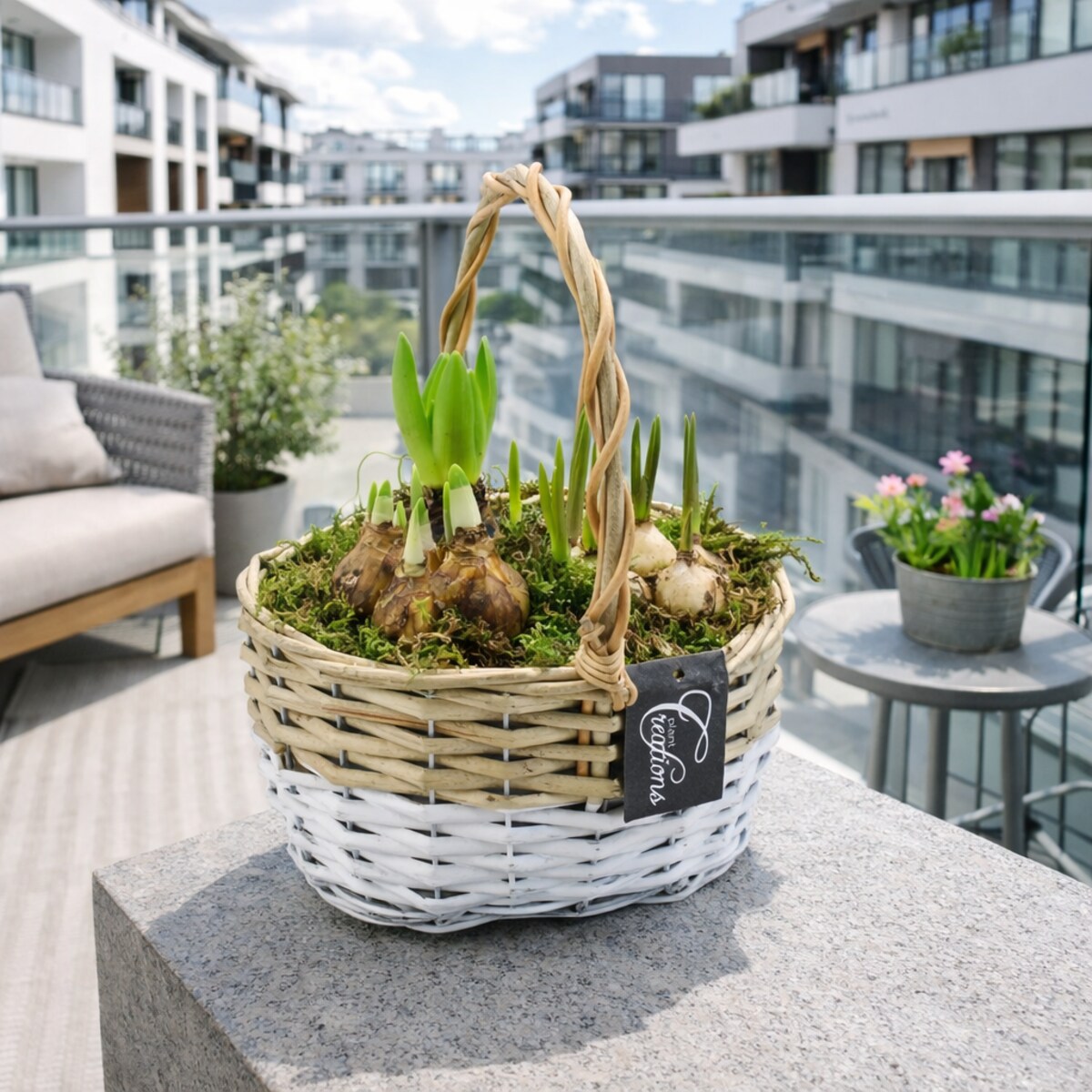 Kompozycja cebulowa z narcyzów, hyiacyntów i muscari Ø22cm wysokość 20-40cm