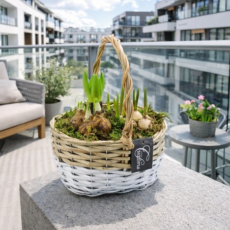 Kompozycja cebulowa z narcyzów, hyiacyntów i muscari Ø22cm wysokość 20-40cm