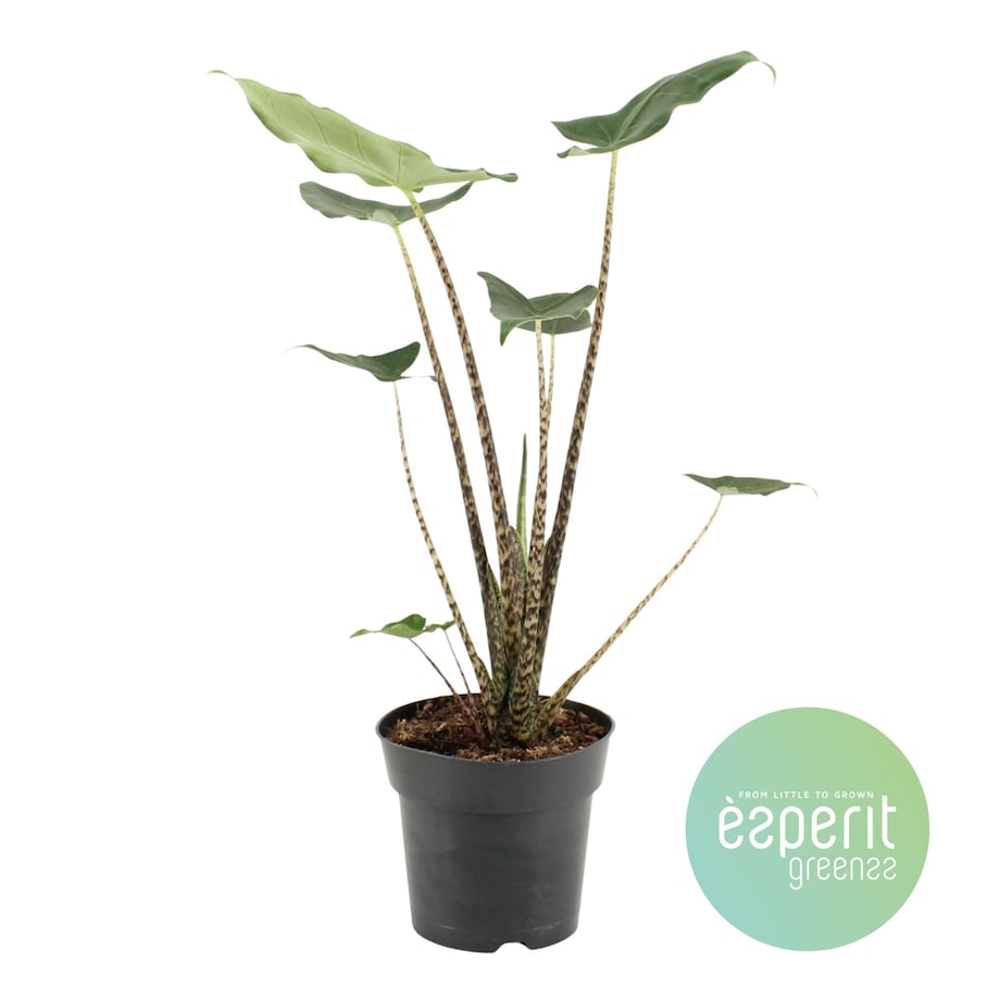 Alocasia zebrina Siberian Tiger| Doniczka Ø 17 cm | Wysokość ok. 50 cm