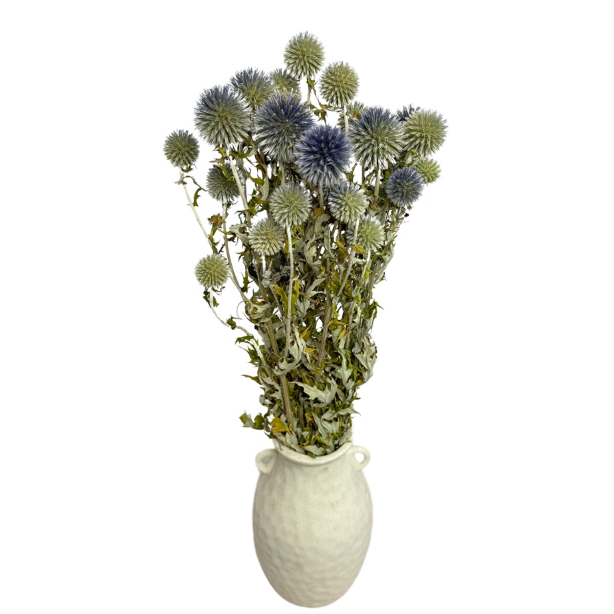 Suszony przegorzan niebieski