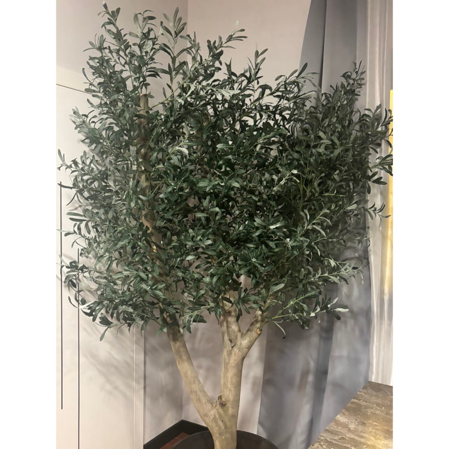 Drzewo oliwka na grubym naturalnym pniu 240 cm - olbrzymia