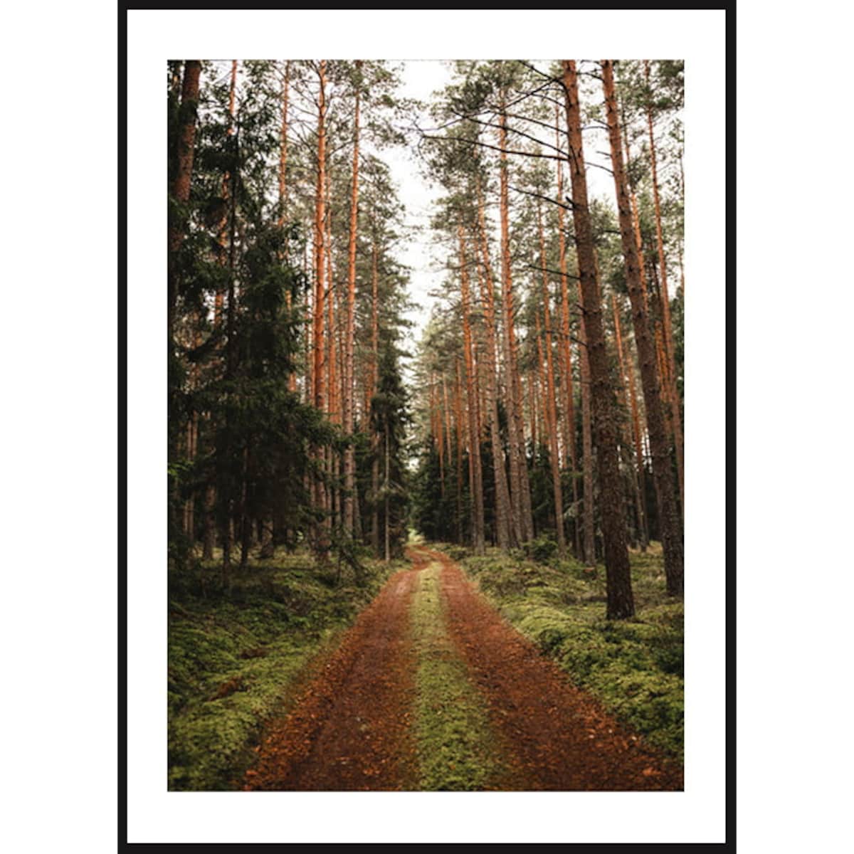 Poster Story, Plakat, Obraz - Leśna Ścieżka, wymiary 42 x 60 cm