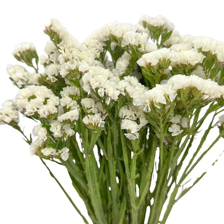 Suszony Zatrwian Biały