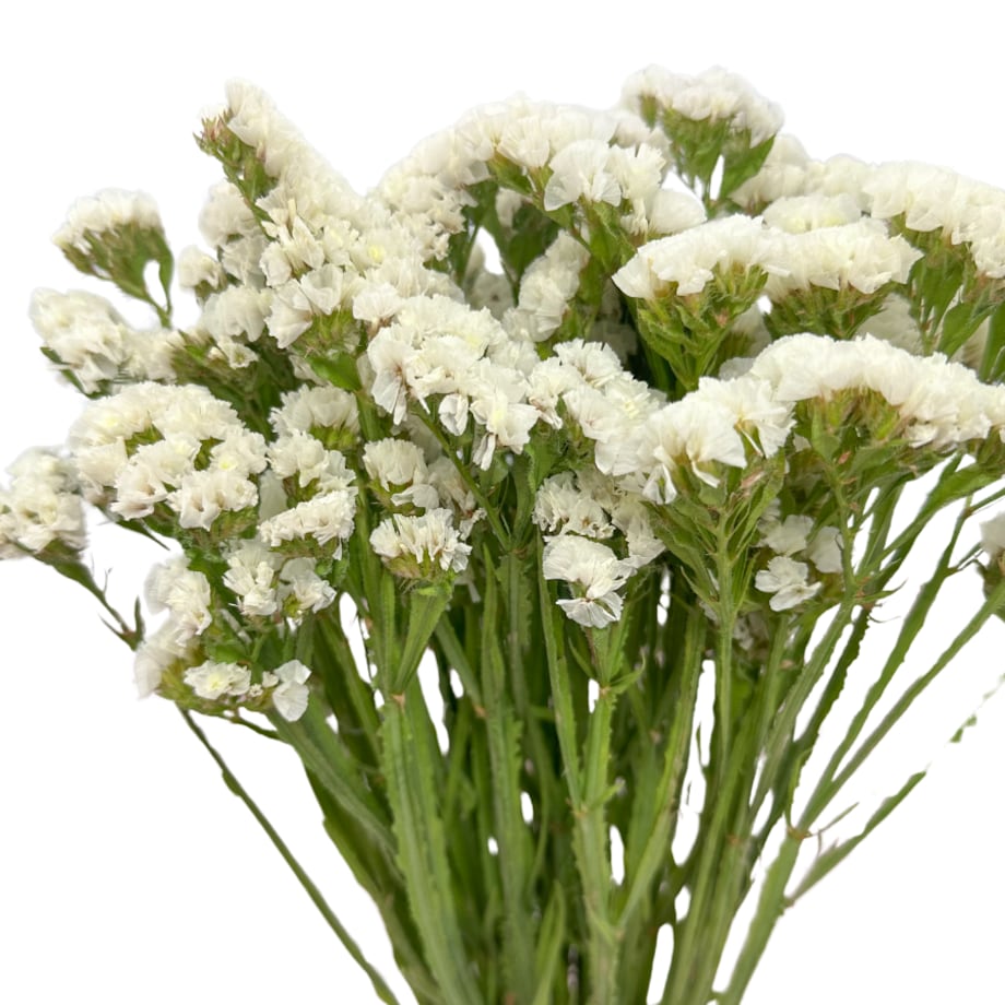 Suszony Zatrwian Biały