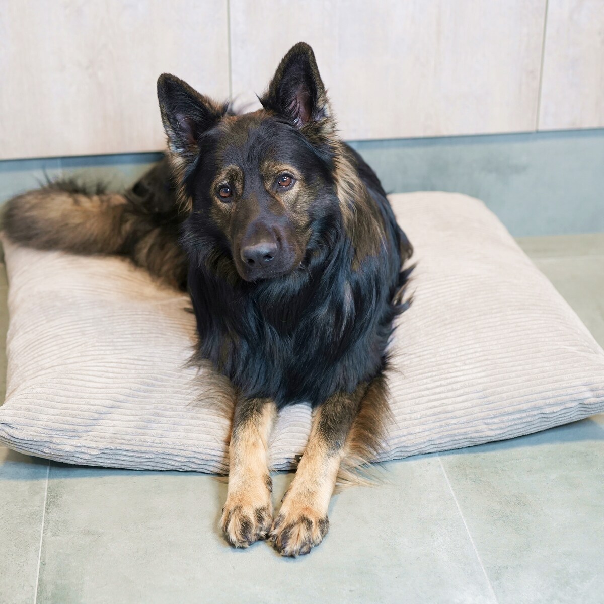 Poduszka dla psa ze sztruksu MOLLY, 100x80 cm, Beż