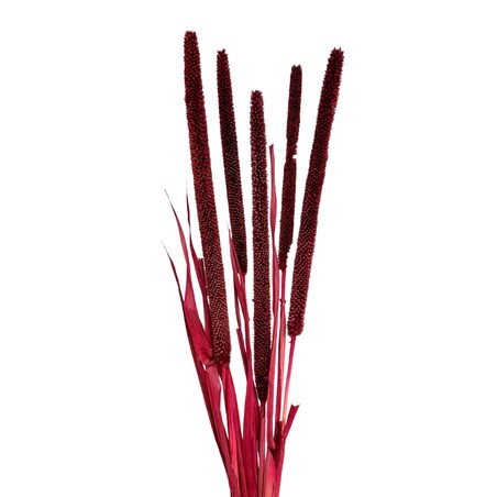 Babala bordowa susz egzotyczny